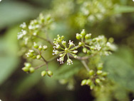 Aralia racemosa