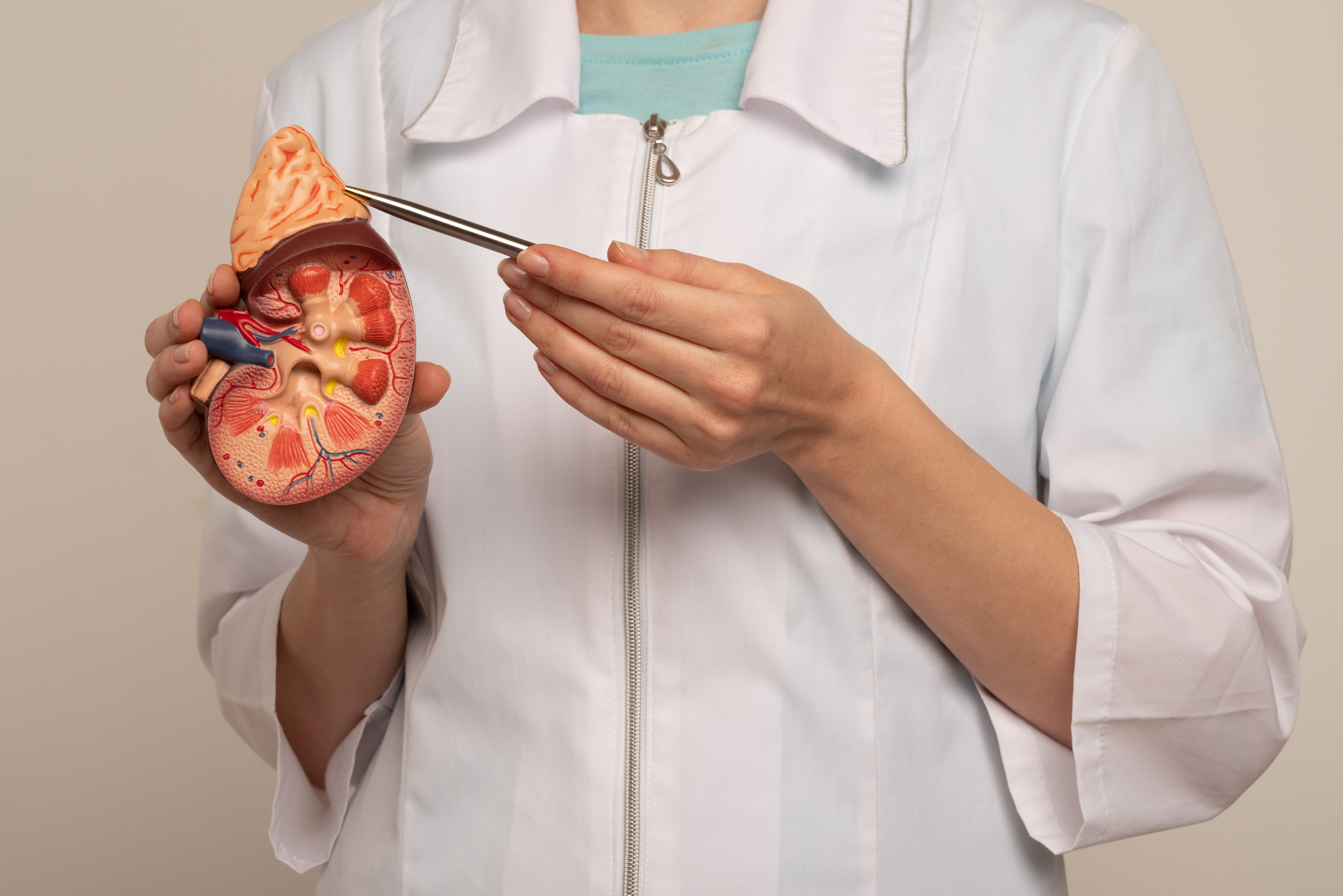 Wat doen je bijnieren en waarom zijn ze belangrijk? Anatomisch model van de nieren en bijnieren – uitleg bijnierfunctie