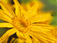 Arnica montana - Valkruid