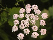 pimpinella-anisum-anijs